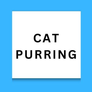 Cat Purring