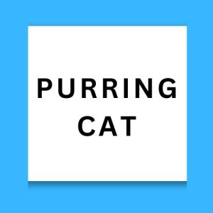 Purring Cat