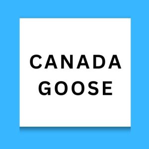 Canada Goose